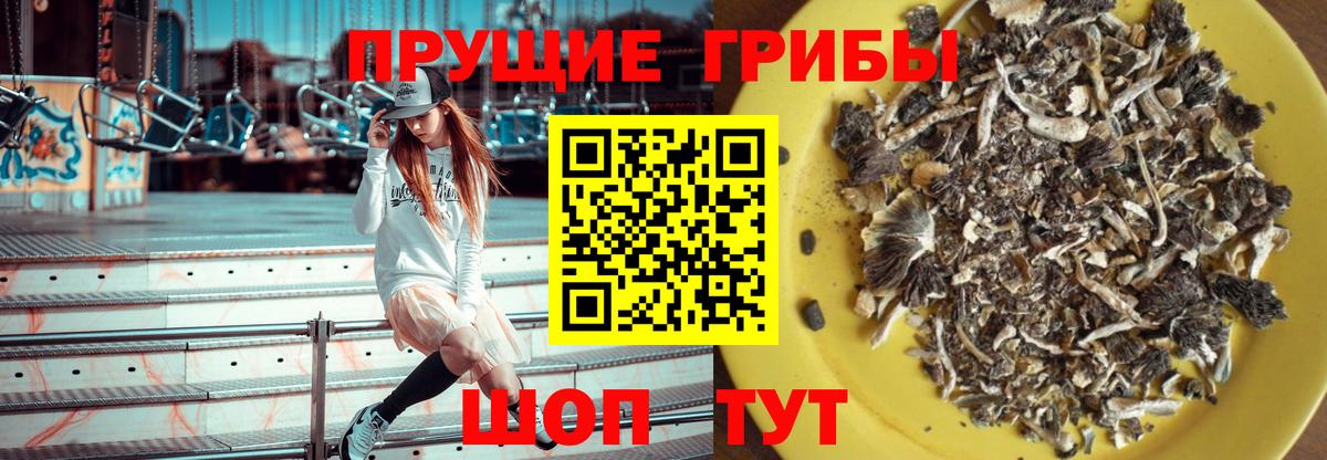 Псилоцибиновые грибы Psilocybine cubensis Когалым